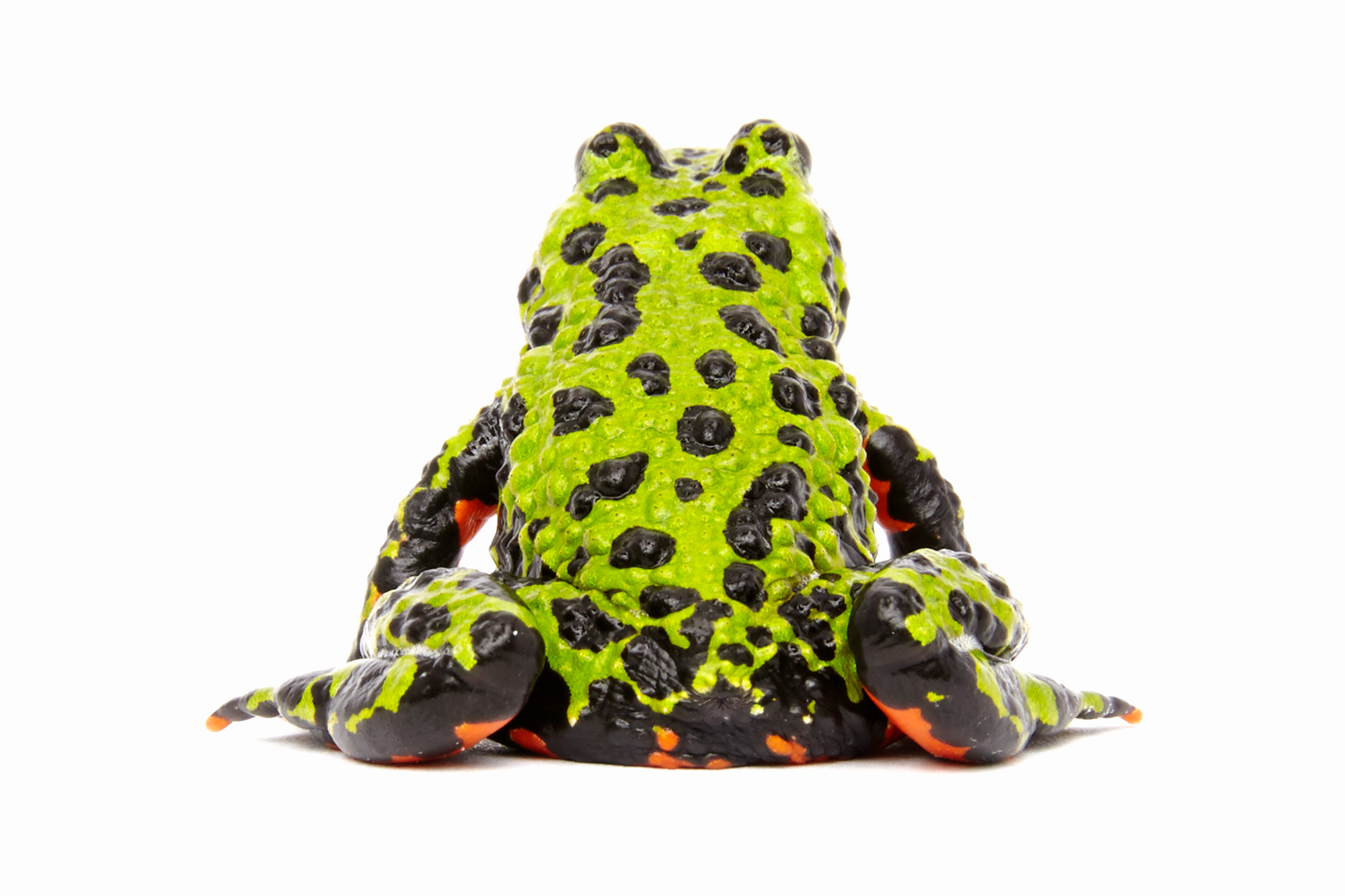 FROG_03A
